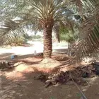 يوجد لدينا عمال تكريب النخيل