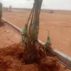 نخل