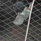 بط انثى وذكر