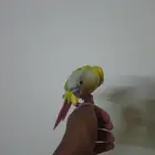 كنيور أليف هدد نهايه غر