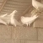 دجاج بياض وحمام فرنسي وبلدي