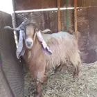 تيس عارضي اصفر