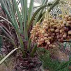 بيع نخيل مثمر اخلاص سكري برحي صقعي مجدول شيشي خضري