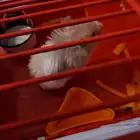 هامستر للبيع