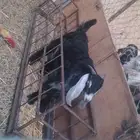 تيس عارضي فل سمين