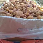 تمر اخلص درجه ولا القرنه ساجر