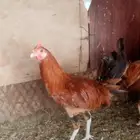 ديكه بلدي