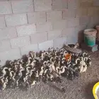 بط مصرى لبيع الصحه شرط