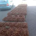 سكري مفتل