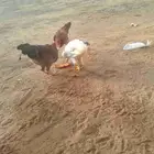جدين