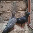 حمام صنعاني