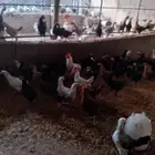 دجاج بشاير بيض