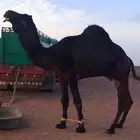 جمل السن سدس