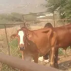 بقره للبيع سن ربع