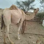 ضروبه ثنيه مشروطه من جميع العذاريب