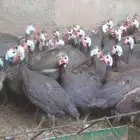 دجاج حبشى