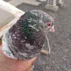 حمام باكستاني للبيع