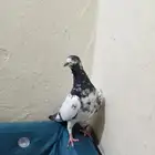 سلام عليكم حمام ذكر. تيدي الصحه شرط