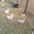 دجاج بلدي خالي من الأمراض