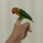 تم البيع