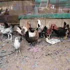 دجاج بلدي العدد تقريبا عشرين بينهم ثلاثه يمكن ذكران