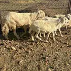 خمس ضان دفيع