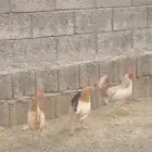 دجاج مشروطط اقبل البدل ب ارنب