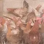دجاج بياض اعمار 8و9شهور