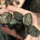 تمر عجوه نص كيلو