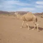 جمل للبيع طيب بالحيل