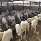 كبري مكه