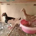للبيع زوج