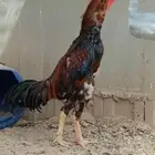 ديك شامو