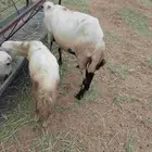 نعجه ماشالله معه خروف الموقع العيدابي