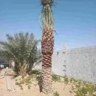 زراعه نخيل