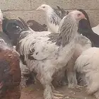 دجاج براهما بيور أمريكي