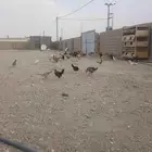 دجاج بلدي وفيومي عمر من 3الي4شهور صحه ونظافه خالي من الأمراض