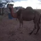 ناقه كفو لقحه بازغ نابها