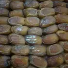 رطب صقعي فاخر