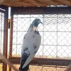 السلام عليكم حمام باكستاني طيار تيدي جنسرا