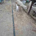 نعجه منتوج معه كبش الموقع العيدابي
