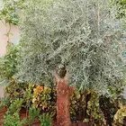 تنسيق حداءق