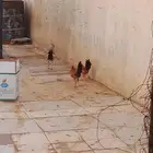 دجاج 4دياكه دجاجه مع اولادها 5 دجاجه مع اولادها4