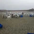 معزه