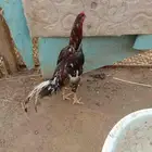 دجاج باكستاني للبيع