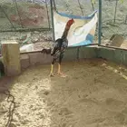 ديك سندي تب