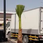 م لتوريد انخيل جميع أنواع ها نخيل واشنطن نخيل نخل اتصل