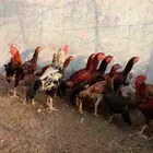 دجاج باكستاني اصيل للبيع
