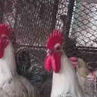 ديوك للبيع