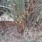 نخل اخلاص صقعي مجدول احجام كبيرة